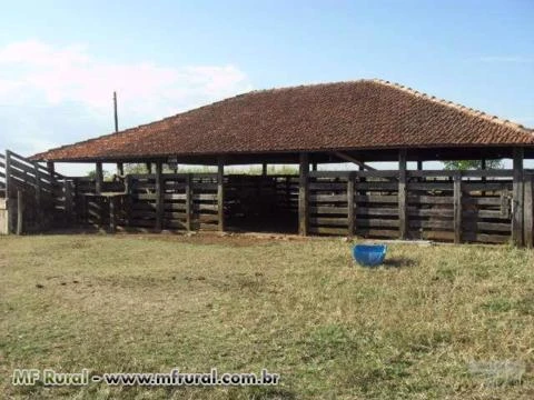 arrendamento de fazenda 1.100 ha com sede e galpao curral