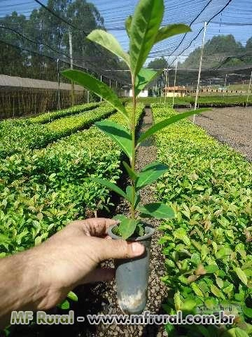 Mudas de Erva  Mate Imagem Mudas de Erva  Mate