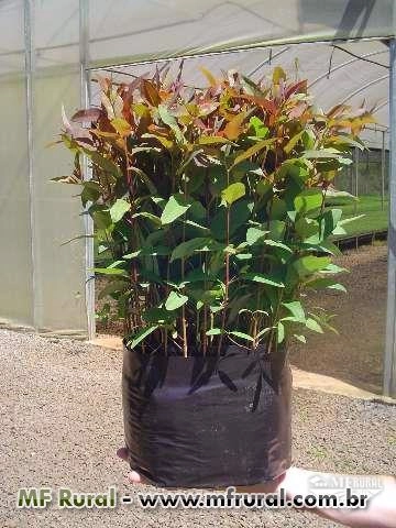 Imagem Mudas de Eucalipto Clone Imagem Mudas de Eucalipto Clone