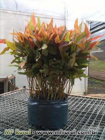 Mudas de Eucalipto Clone Imagem Mudas de Eucalipto Clone