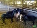 Vendo carneiros da raça Santa Ines e Dorset