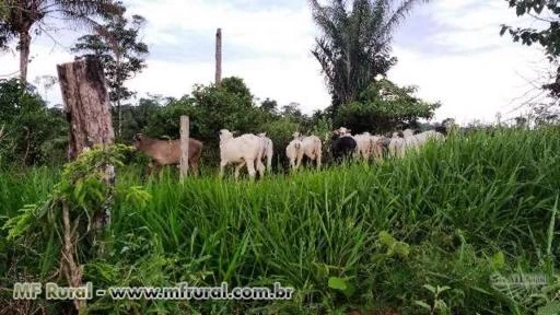 Fazenda Lagoa Azul  Alvorada D