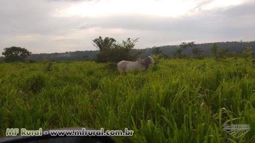 Fazenda Lagoa Azul  Alvorada D