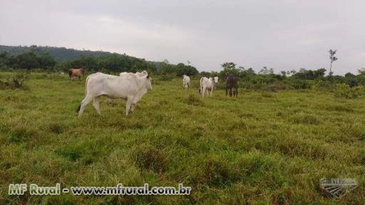 Fazenda Lagoa Azul  Alvorada D