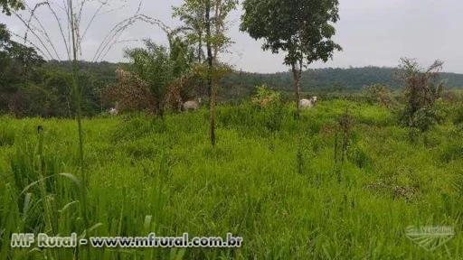 Fazenda Lagoa Azul  Alvorada D