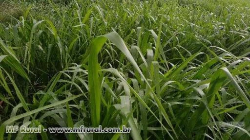 Fazenda Lagoa Azul  Alvorada D