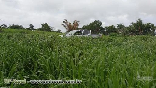 Fazenda Lagoa Azul  Alvorada D