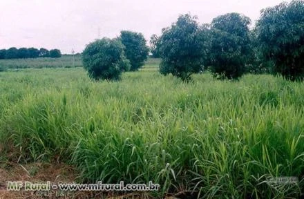 Brachiaria Ruziziensis Sementes de Brachiaria Ruziziensis