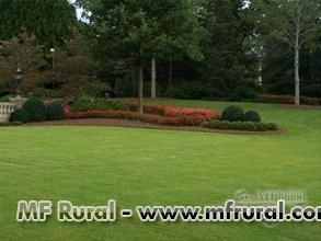 grama esmeralda Imagem grama esmeralda