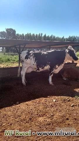 CHACARA PARA LAZER E CRIAÇÃO DE GADO PARA LEITE EM BELA VISTA DE GOIAS