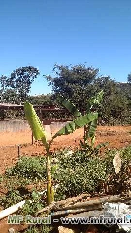 CHACARA PARA LAZER E CRIAÇÃO DE GADO PARA LEITE EM BELA VISTA DE GOIAS