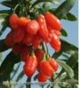 500 Sementes de Goji Berry - Frete grátis para todo o Brasil - Importadas da Chi