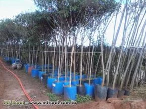 Mudas de árvores nativas para reflorestamento