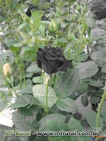 10 Sementes da Rara Rosa Negra