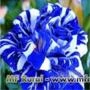 10 Sementes da Lindissíma Rosa Dragão Azul