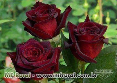 10 Sementes da Exótica Rosa Príncipe Negro