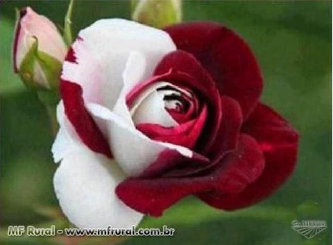 10 Sementes da Rosa BIcolor