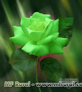 10 Sementes da Sem Igual Rosa Verde