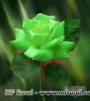 10 Sementes da Sem Igual Rosa Verde
