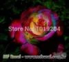 10 Sementes da Rosa Colorida Francesa