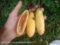 10 sementes do Maracujá Banana Passiflora mollíssima
