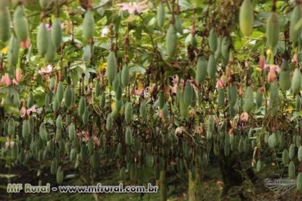 10 sementes do Maracujá Banana Passiflora mollíssima