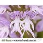 10 sementes da Orquídea Orchis Italica