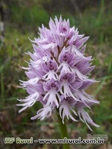 10 sementes da Orquídea Orchis Italica