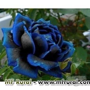 10 Sementes a Rosa Azul Suprema