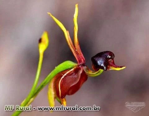 10 Sementes da Orquídea Pato Voador
