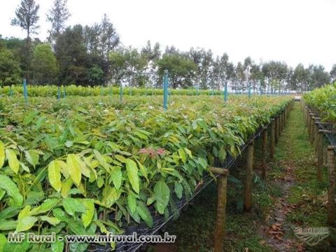 MOGNO AFRICANO KHAYA IVORENSIS Imagem MOGNO AFRICANO KHAYA IVORENSIS