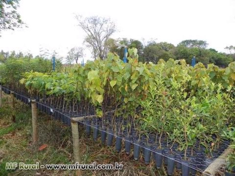 Imagem MUDAS NATIVAS Imagem MUDAS NATIVAS