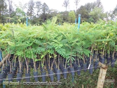 Imagem MUDAS NATIVAS Imagem MUDAS NATIVAS