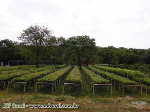 Imagem MUDAS NATIVAS Imagem MUDAS NATIVAS