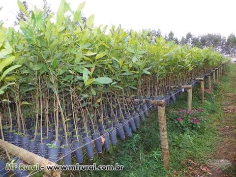 MUDAS NATIVAS Imagem MUDAS NATIVAS