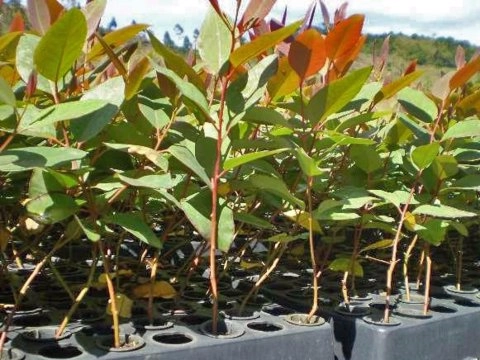 Imagem Muda de Eucalipto Clonado 144 Imagem Muda de Eucalipto Clonado 144