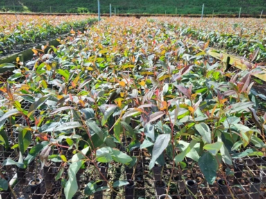 Imagem Muda de Eucalipto Clonado 144 Imagem Muda de Eucalipto Clonado 144