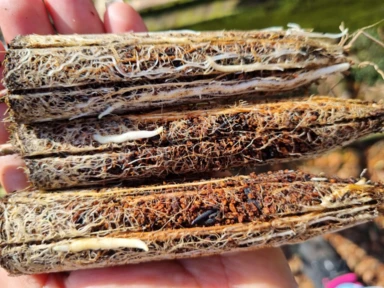 Imagem Muda de Eucalipto Clonado 144 Imagem Muda de Eucalipto Clonado 144