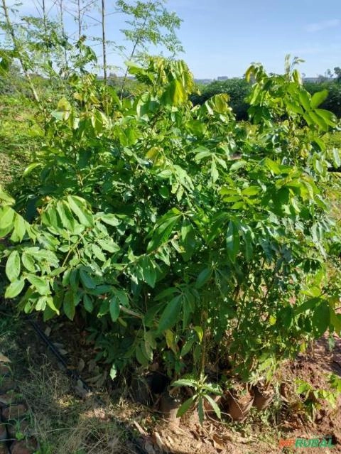 Mudas de Pata de vaca Imagem Mudas de Pata de vaca