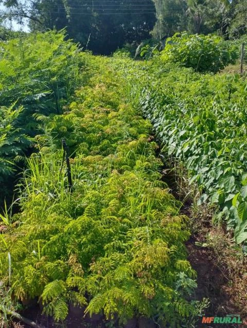 Mudas de Dedaleiro Imagem Mudas de Dedaleiro
