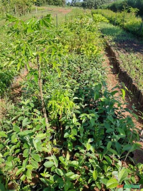 Mudas de Urucum Imagem Mudas de Urucum