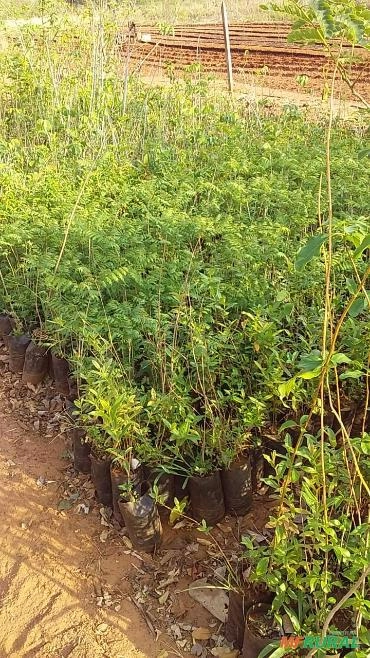 Mudas de Anga de Metro Imagem Mudas de Anga de Metro