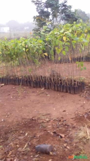 Mudas de Saraguaji Imagem Mudas de Saraguaji