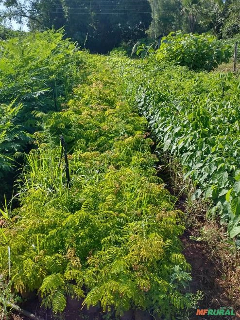 Mudas de Babosa Branca Imagem Mudas de Babosa Branca