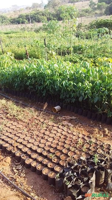 Imagem Mudas de Babosa Branca Imagem Mudas de Babosa Branca