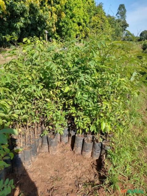 Mudas de Sabão de Soldado Imagem Mudas de Sabão de Soldado