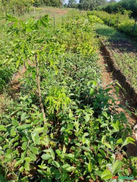 Mudas de Pitanga Imagem Mudas de Pitanga