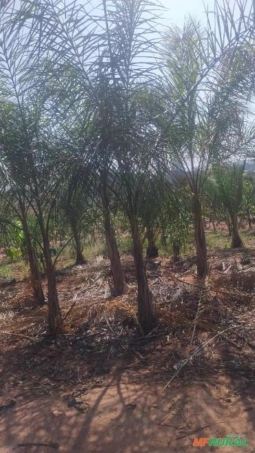 Mudas de Palmeira Veriva Imagem Mudas de Palmeira Veriva