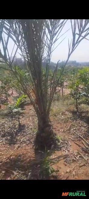 Mudas de Palmeira Tamara Imagem Mudas de Palmeira Tamara