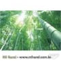 Sementes de Bambu Mosso
